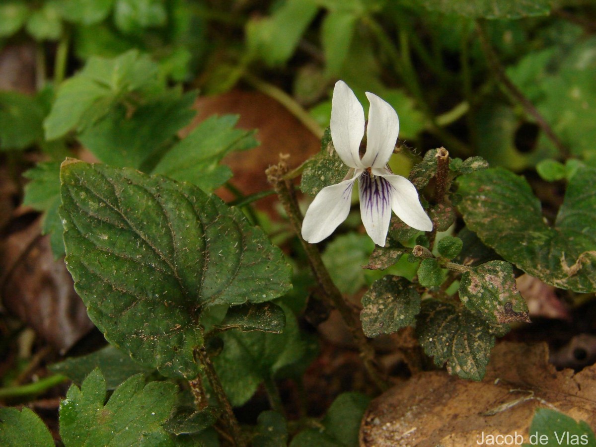 Viola pilosa Blume